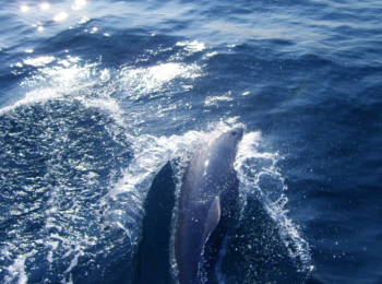 gallery-attractions-dolphins Dolphins in the Moray Firth which you can see on a local boat trip.