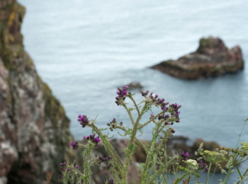 Gorse and scotch thistles growing near the coast in the Moray Firth