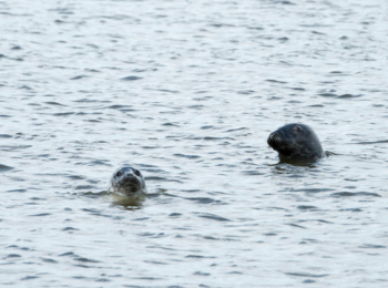 Seals swimming in the Moray Firth